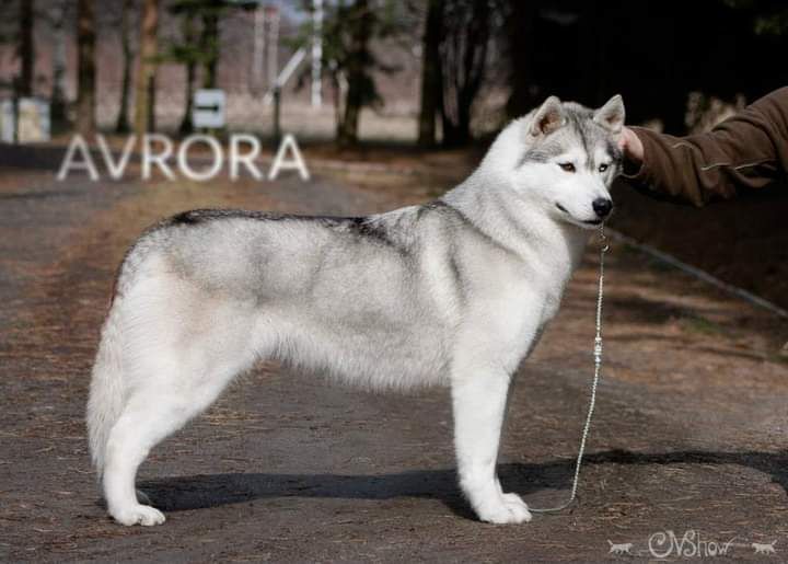 Avrora
