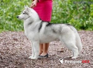 Korol-Korolevich of Siberian Country