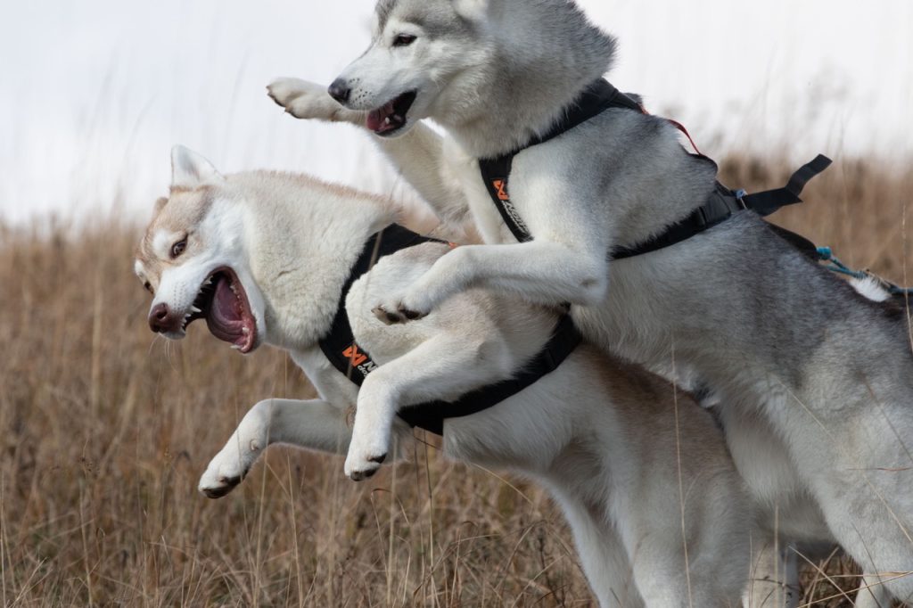 nonstop dog wear siberian husky
