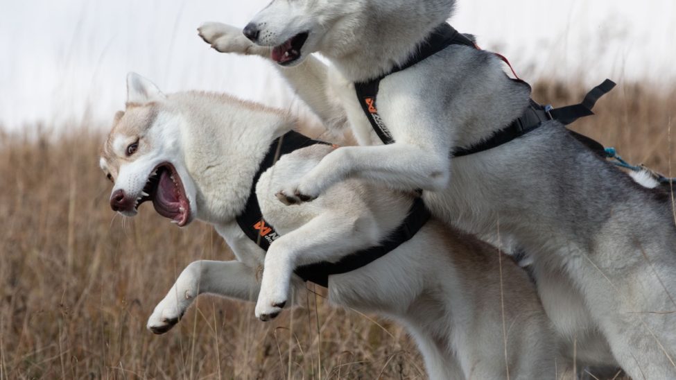 The main points about Siberian Huskies in a nutshell