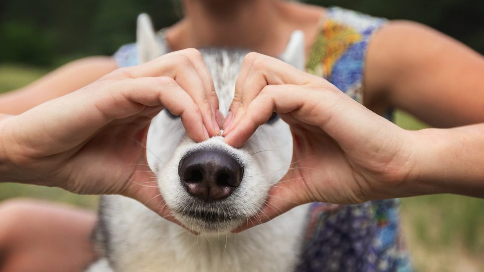 Who owns a Siberian husky