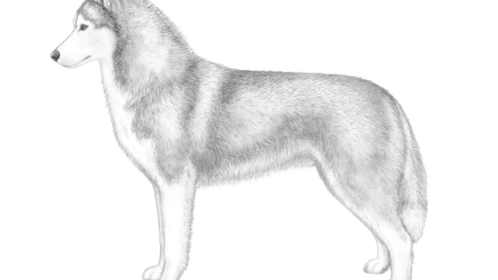 siberian husky standard FCI стандарт породи сібрська хаскі