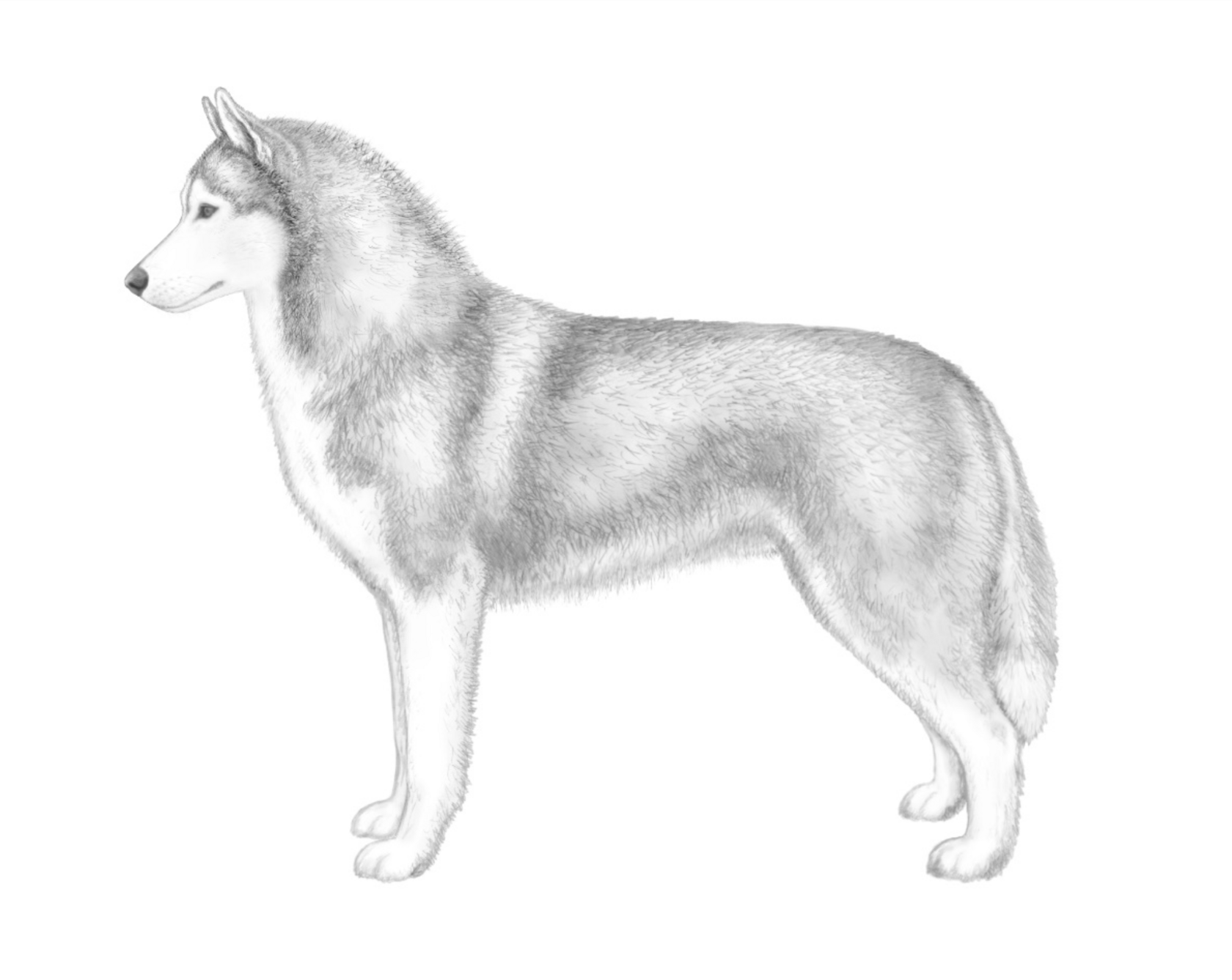 siberian husky standard FCI стандарт породи сібрська хаскі