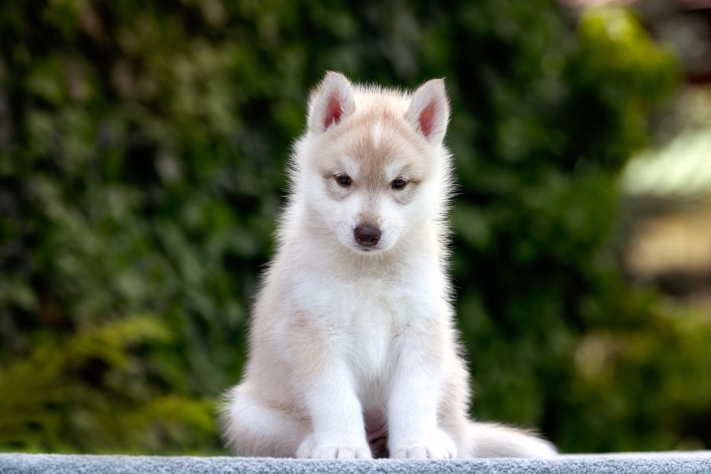 light red and white brown eyed girl HAKUNA VOTA YUMMY TAMMY. Sold