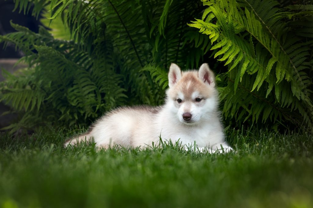 fawn and white brown eyed girl HAKUNA VOTA YOUNG N BEAUTIFUL. Sold