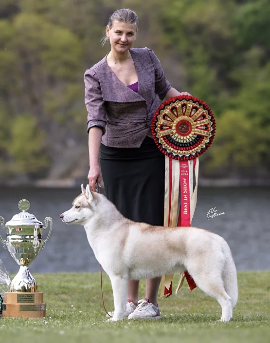 Best In show Winner at Czech Club of Nordic Breeds Hakuna Vota Yosemite, stack