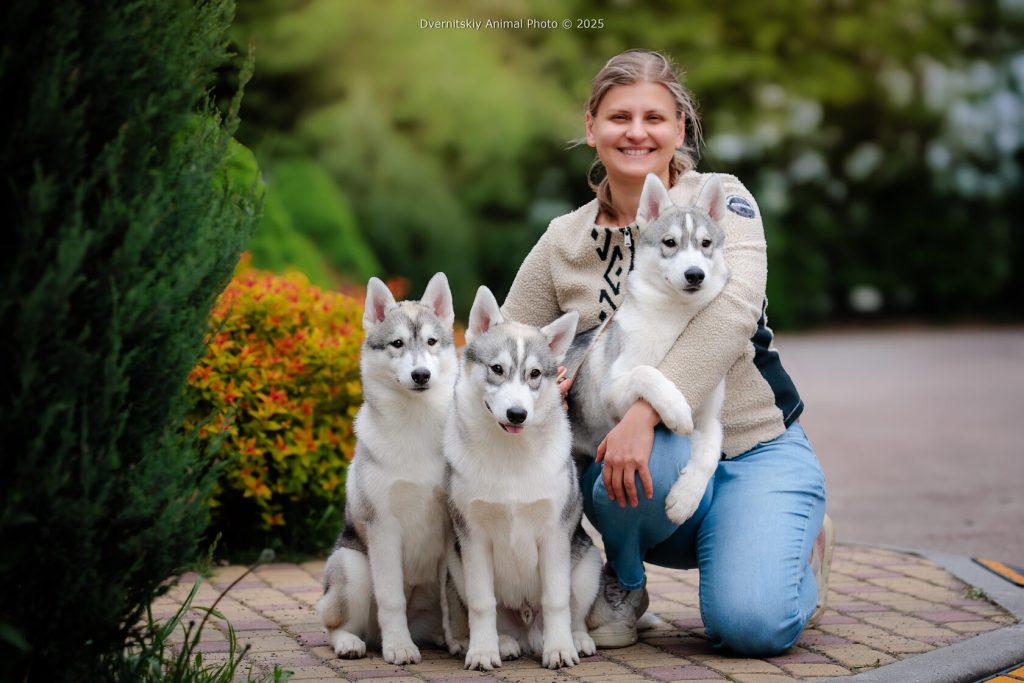 How to Choose My Perfect Husky Puppy