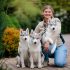 How to Choose My Perfect Husky Puppy