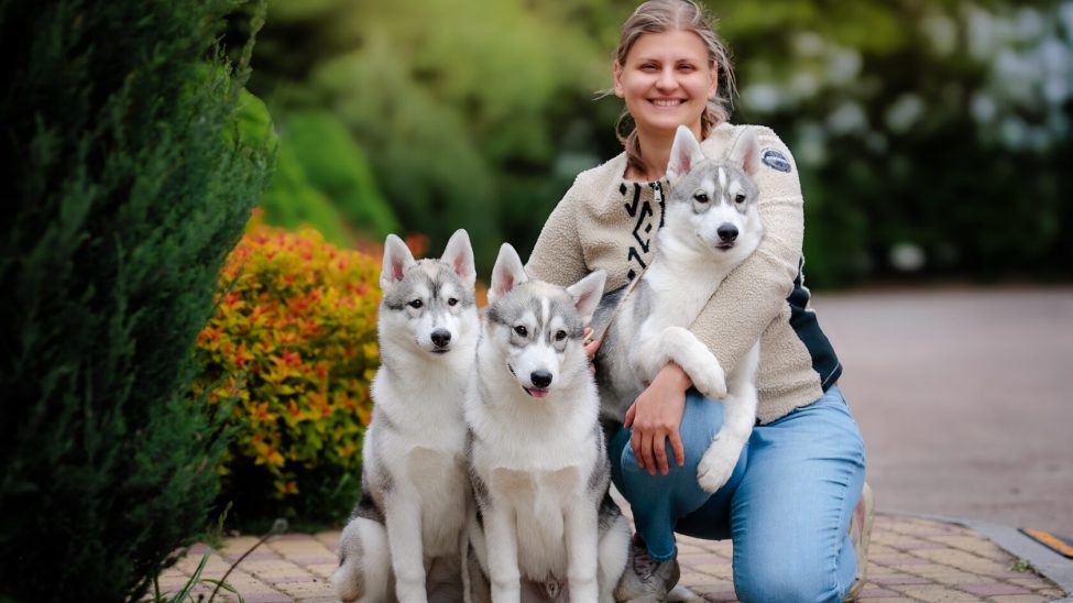 How to Choose My Perfect Husky Puppy