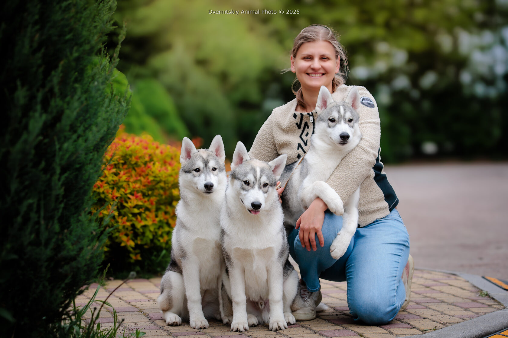 How to Choose My Perfect Husky Puppy