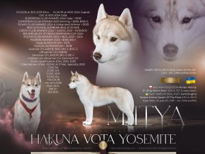 Hakuna Vota Yosemite aka Mitya